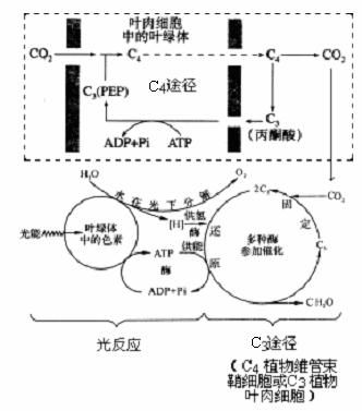 c4植物光合作用的特點過程圖解 c4植物基本特點可歸納為 在c4植物中有c4途徑也有c3途徑 c4途徑發生在葉肉細胞的葉綠體中.c3途徑發生在維管束鞘細胞葉綠體中 c4途徑起到
