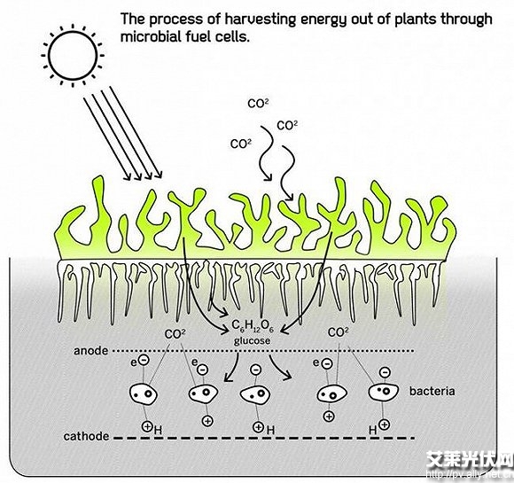 西班牙學生發(fā)明苔蘚光伏電池 - 光伏新聞 - 艾萊光伏網(wǎng)-光伏行業(yè)的領先資訊網(wǎng),光伏產(chǎn)業(yè)觀察的官方網(wǎng)站