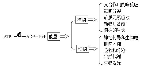 高三生物第二輪復習知識結(jié)構(gòu) 二 生物的新陳代謝
