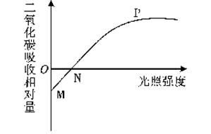 2013東營(yíng) 如圖曲線表示一段時(shí)間內(nèi)某植物葉片吸收二氧化碳與光照強(qiáng)度的關(guān)系 以下分析正確的是 a.n點(diǎn)表示該植物既不進(jìn)行光合作用也不進(jìn)行呼吸作用 b.mp段表示該植物的光合作用隨光照強(qiáng)度的增強(qiáng)而增