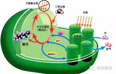 我國科學家破解光合作用結構，推動綠色能源與農業革新