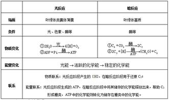 光合作用的原理、過程與應(yīng)用