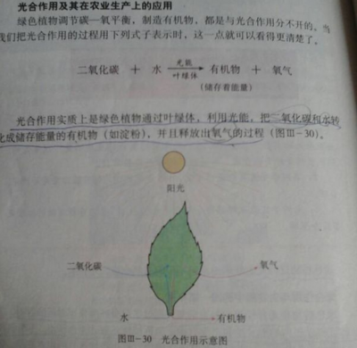 掐指一算，多肉臭美的日子可能不多了！光合作用的秘密與多肉植物的生存智慧