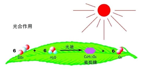 據說最美寢室里，都少不了它——光合作用