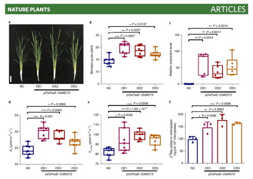 Li 6800應(yīng)用案例 葉綠體中鎂的晝夜波動調(diào)控水稻光合作用